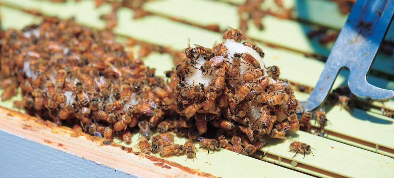 Thanks to the Chester County Beekeeping Association, Colonies are