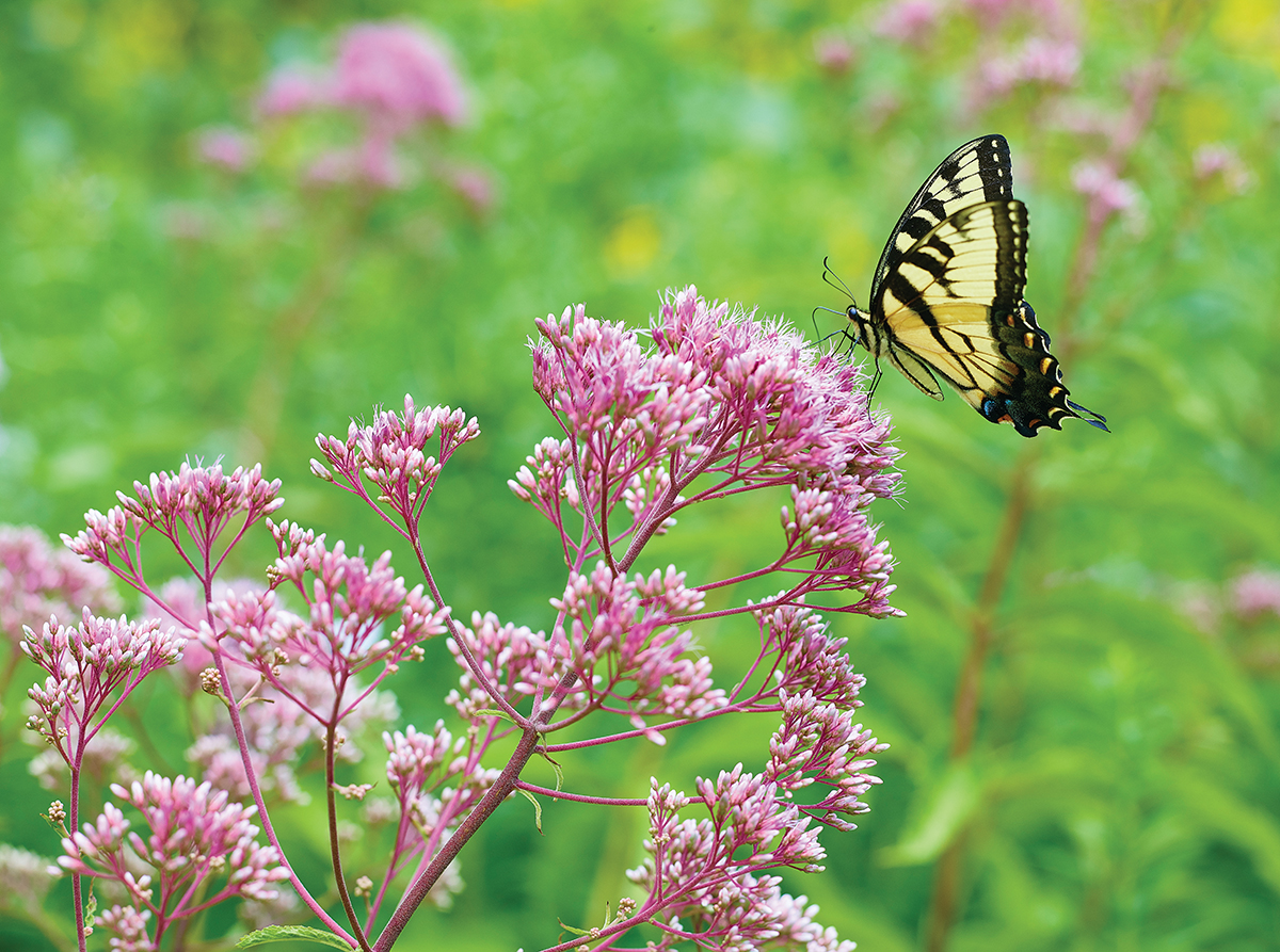 Chadds Ford's Hidden Oasis The Hunt Magazine