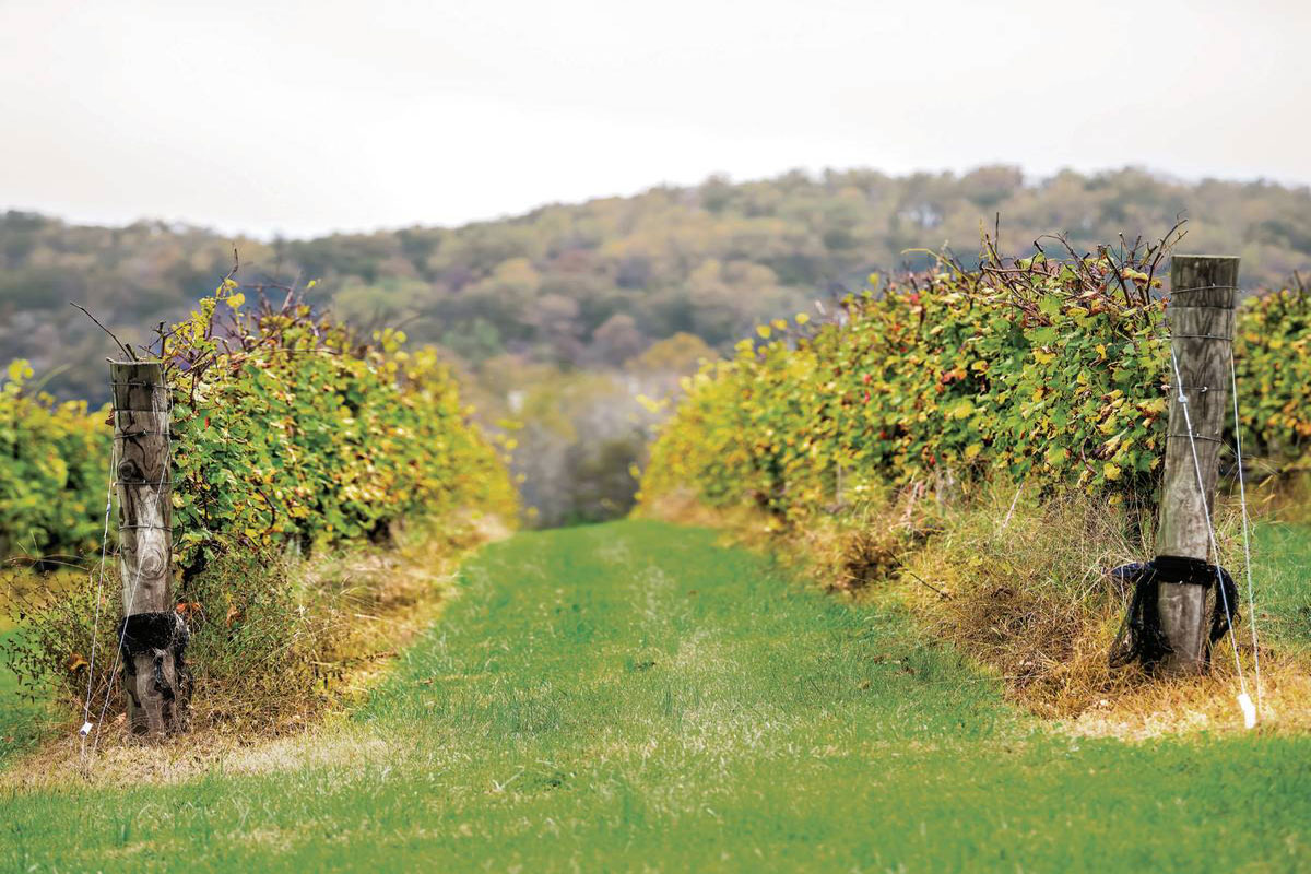 A Wine Tasting Getaway Your Guide to Virginia's Vineyards